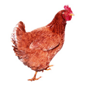 Healthy Eating related image